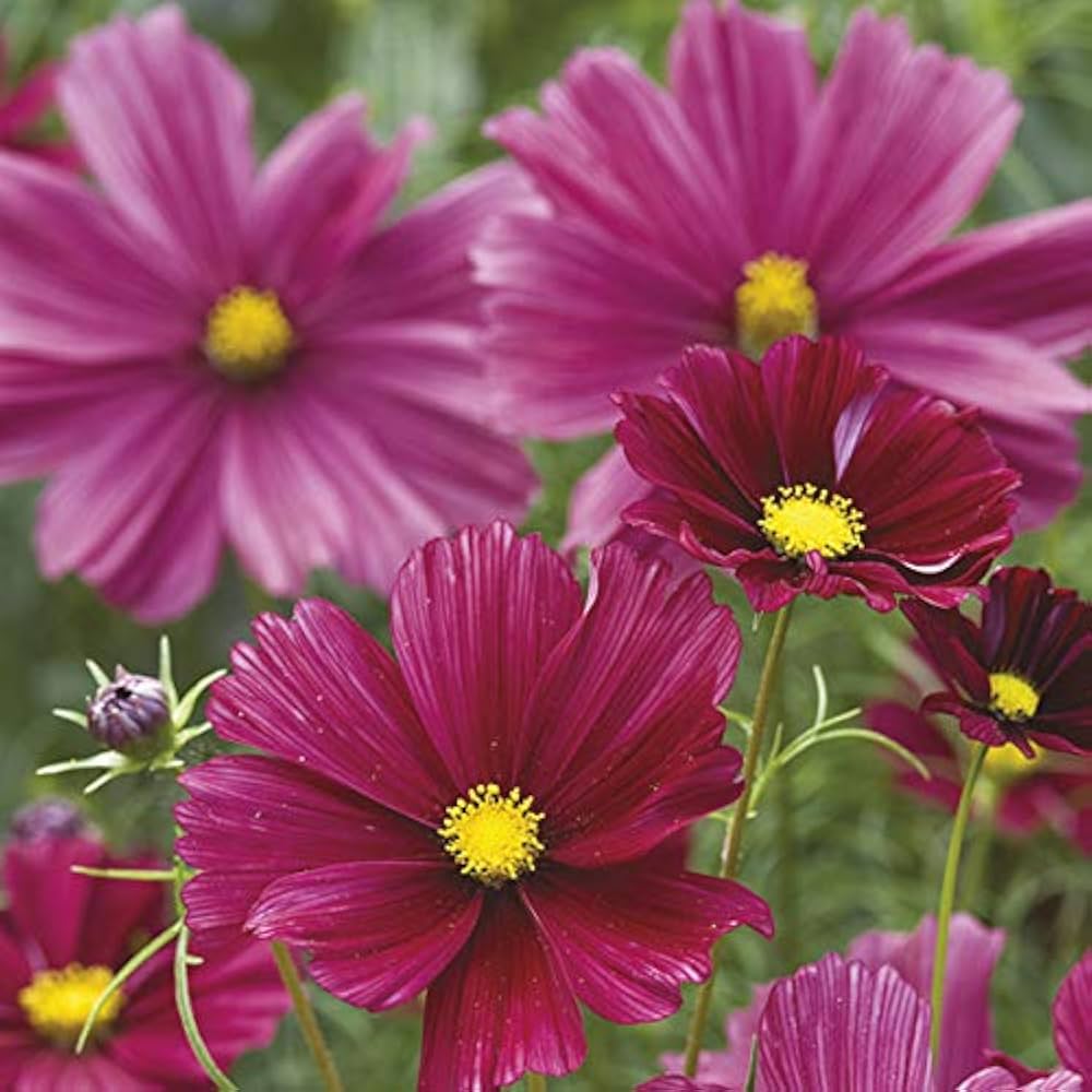 Cosmos Rubenza Samen zur Aussaat Wildblume Meadow Garten Rabatten