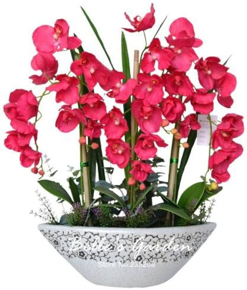 Phalaenopsis bonsai orchid for bonsai