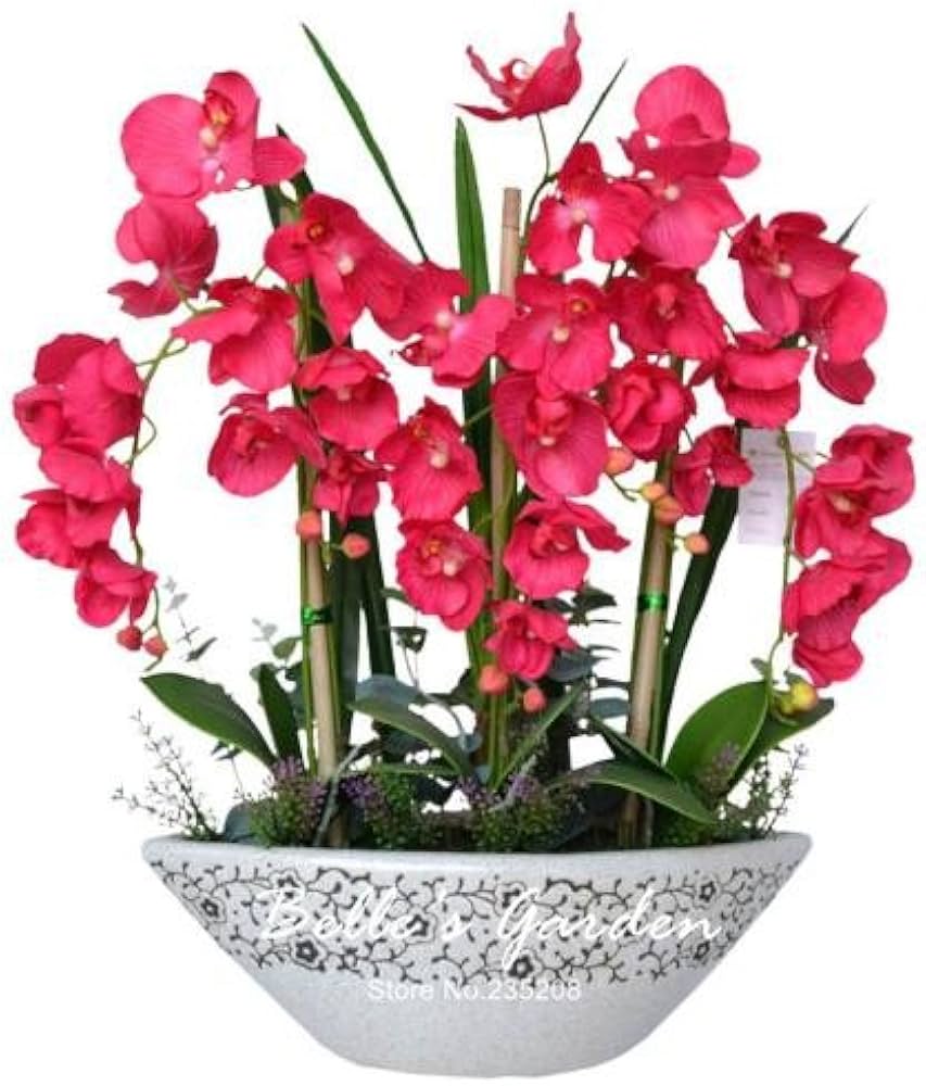 Phalaenopsis bonsai orchid for bonsai