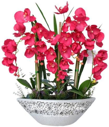 Phalaenopsis bonsai orchid for bonsai