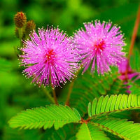 Mimosa Blumensamen zur Aussaat duftend Blüten Traditionssorte & ohne Gentechnik Samen Hausgarten