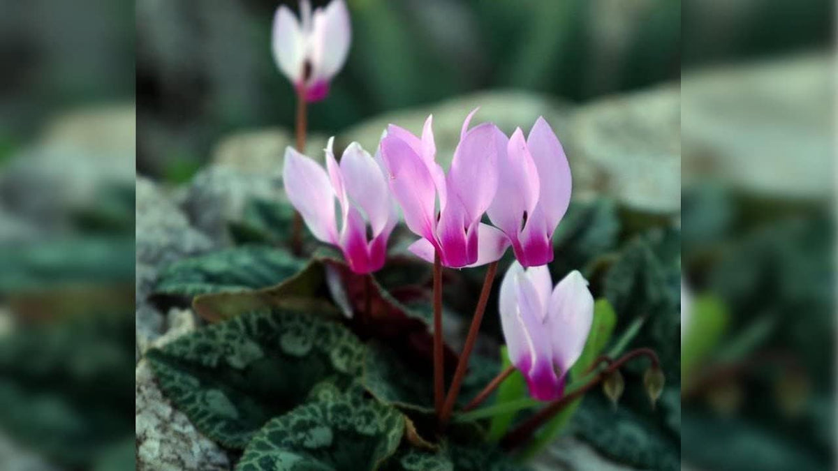 Lavender cyclamen blume samen for anpflanzung - fragrant blossoms, heirloom & gmo free samen for home garten
 
 sale samen for anpflanzung in home garten
