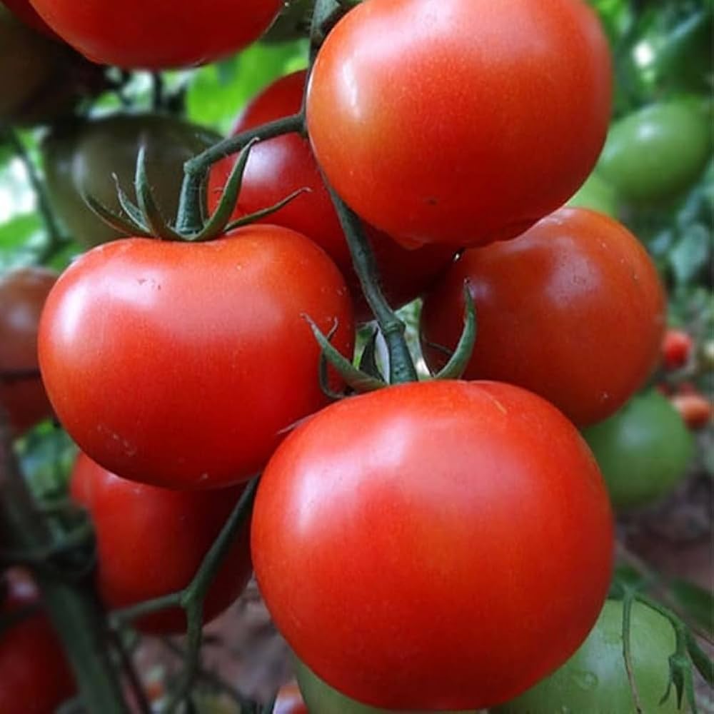 Phoenix Hybrid Tomate Samen, Planting