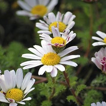 Anacyclus pyrethrum blume samen for anpflanzung - garten favorite, heirloom & gmo free samen for home garten
sale for anpflanzung in home garten.