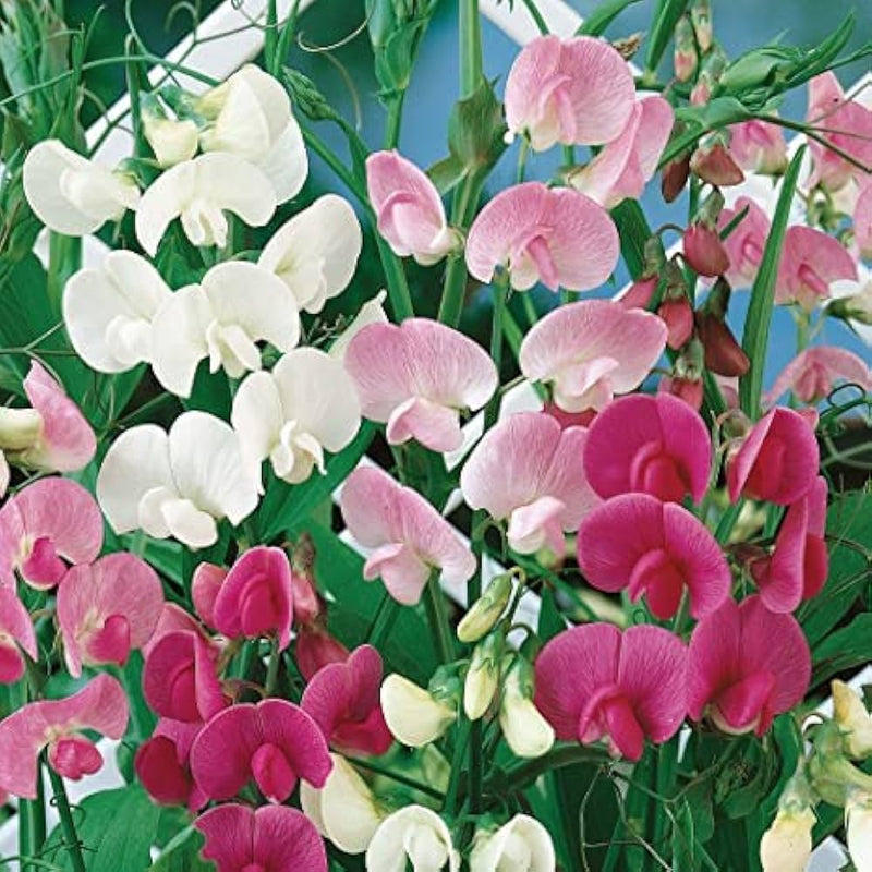 Sweet pea lathyrus odoratus samen for anpflanzung in blume bed