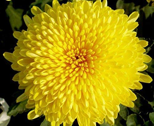 Gelb Dragon Buntnessel Samen zur Aussaat – Wildblume Mischung Traditionssorte & ohne Gentechnik Samen Hausgarten