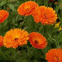 Rot calendula blume samen for anpflanzung - colorful display, heirloom & gmo free samen for home garten
 
 sale samen for anpflanzung in home garten