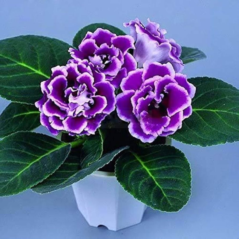 Semi di fiori di gloxinia viola e bianca da seminare, amante del sole, varietà tradizionale e senza OGM, semi per il giardino domestico