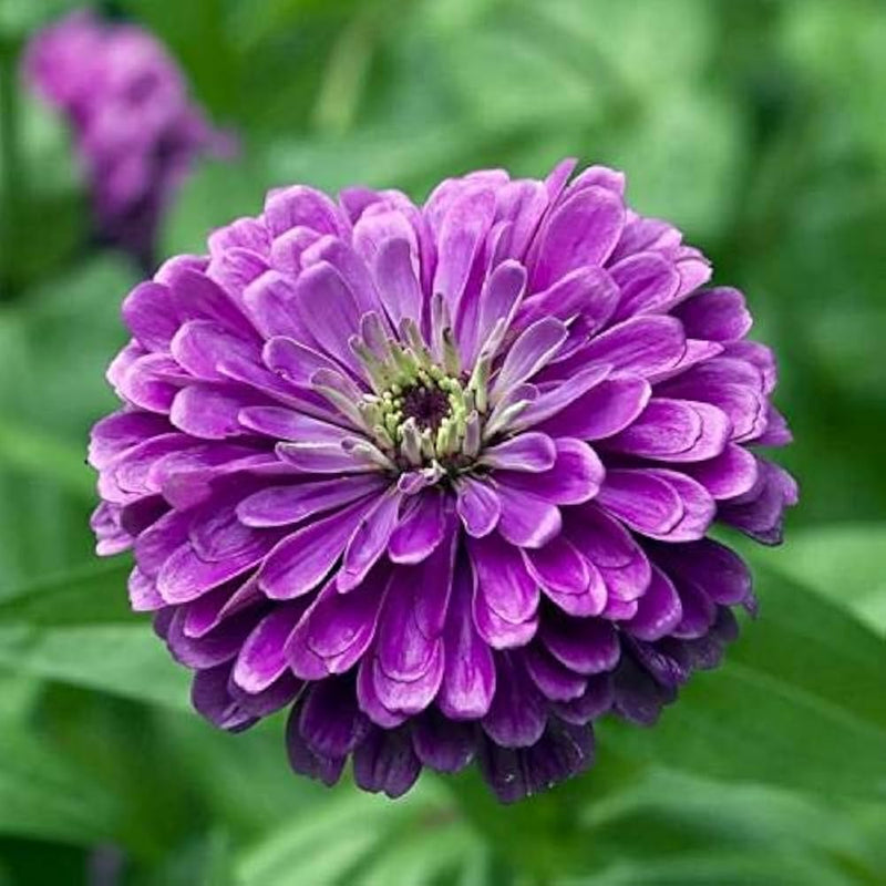 Deep lila zinnia blume samen for anpflanzung - compact growth, heirloom & gmo free samen for home garten
 
 sale for anpflanzung in home garten.