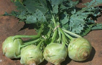 Weiß Kohlrabi Gemüsesamen for Garden Planting