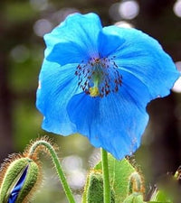 Fresh meconopsis blume samen for anpflanzung - premium quality, heirloom & gmo free samen for home garten
 
 sale samen for anpflanzung in home garten