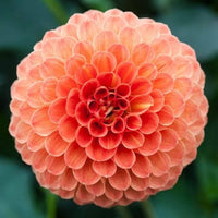 True Dahlie Blumen Samen