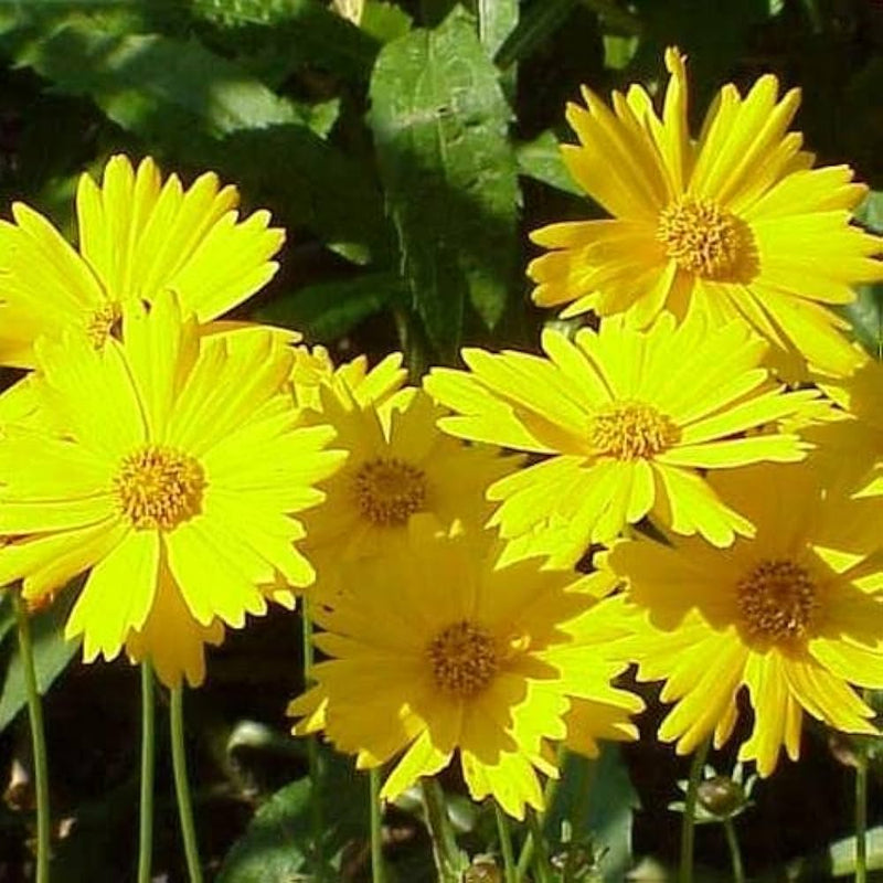 Leavenworth’s tickseed coreopsis leavenworthii samen for wildflower garten