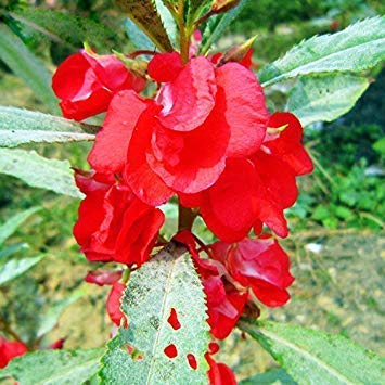 Edelsteinrosen Klettern auf – Blumensamen