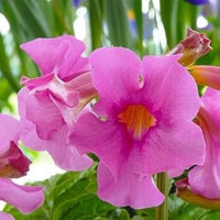 Rosa incarvillea blume samen for anpflanzung - low maintenance, heirloom & gmo free samen for home garten
 
 sale samen for anpflanzung in home garten