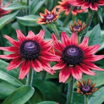 Rot rudbeckia blume samen for anpflanzung - compact growth, heirloom & gmo free samen for home garten
 
 sale for anpflanzung in home garten