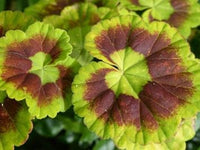 Grün geranium blume samen for anpflanzung - colorful display, heirloom & gmo free samen for home garten
 
 sale samen for anpflanzung in home garten