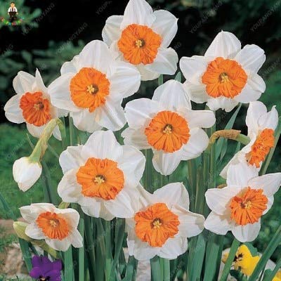 MultiColor Narzisse Blumensamen zur Aussaat Wildblume Mischung Traditionssorte & ohne Gentechnik Samen Hausgarten