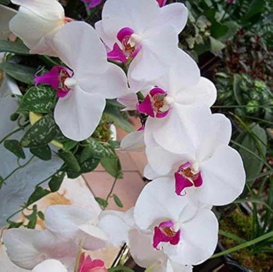 Creme Schmetterlingsorchidee Orchidee Blumensamen zur Aussaat – leuchtend Blüten – Traditionssorte & ohne Gentechnik Samen Hausgarten