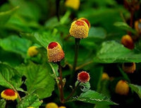 Gelb rot spilanthes acmella blume samen for anpflanzung - sun loving, heirloom & gmo free samen for home garten
 
 sale for anpflanzung in home garten.