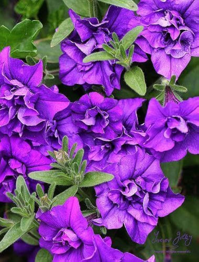 Freiheit lilac halo petunia blume samen for graceful garten anpflanzung