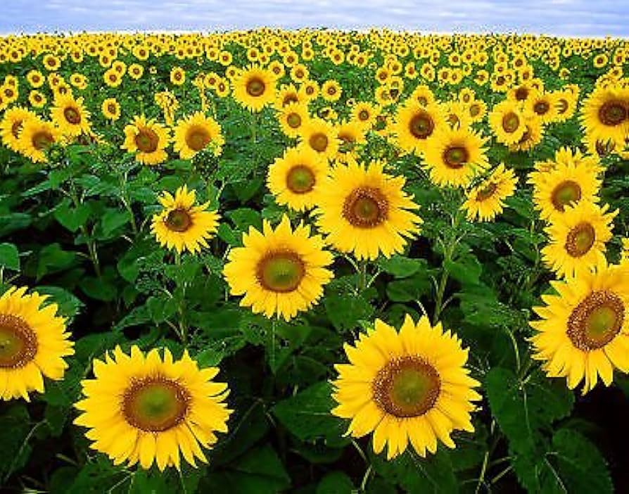 Skyscraper Sonnenblume Samen zur Aussaat saisonal Dauerblüher Traditionssorte & ohne Gentechnik Samen Hausgarten