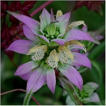Lila monarda punctata blume samen for anpflanzung drought tolerant heirloom & gmo free samen for home garten 
 
 sale samen for home garten anpflanzung