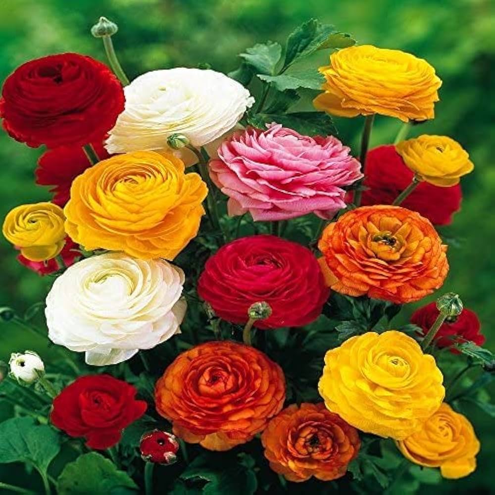 Ranunculus Asiaticus Blumensamen zur Aussaat Anzucht Traditionssorte & ohne Gentechnik Samen Hausgarten
