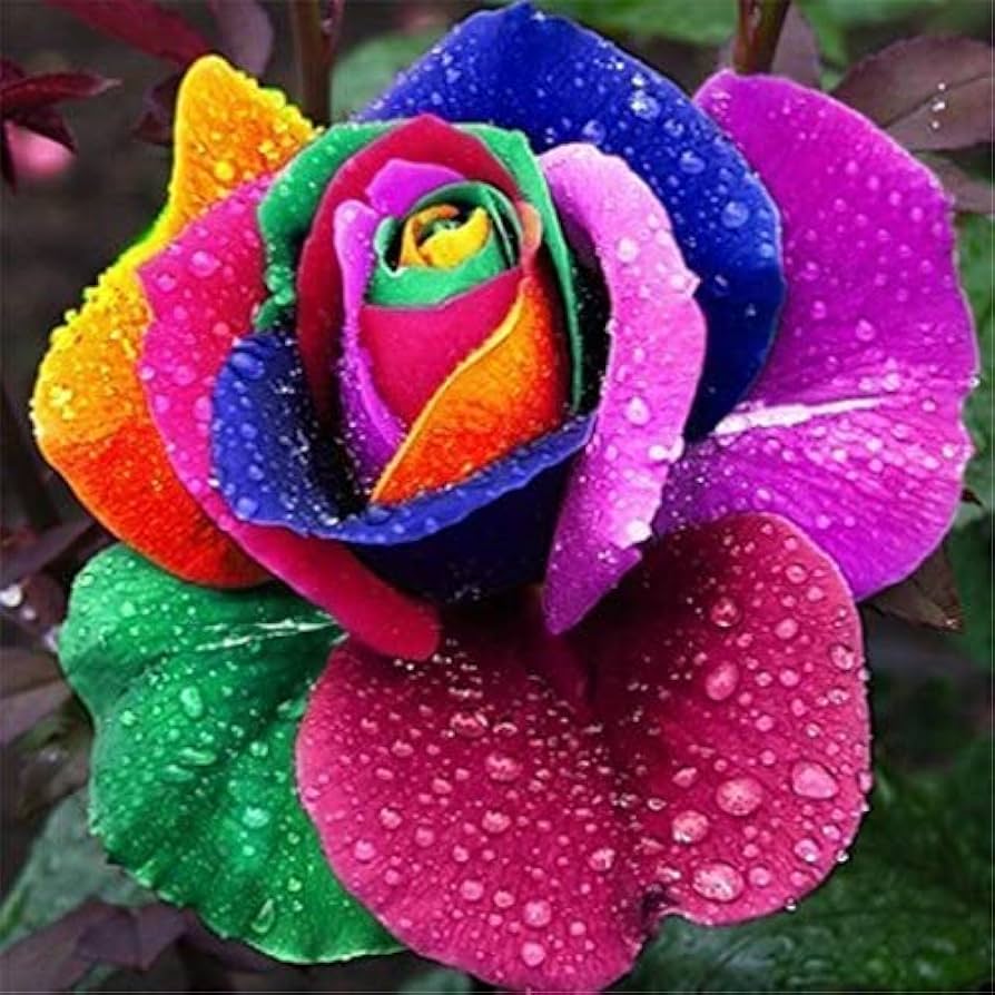Rosen Mischsaatgut Samen – selten Bonsai Rainbow Rose Mischung leuchtend Garten Blüten
