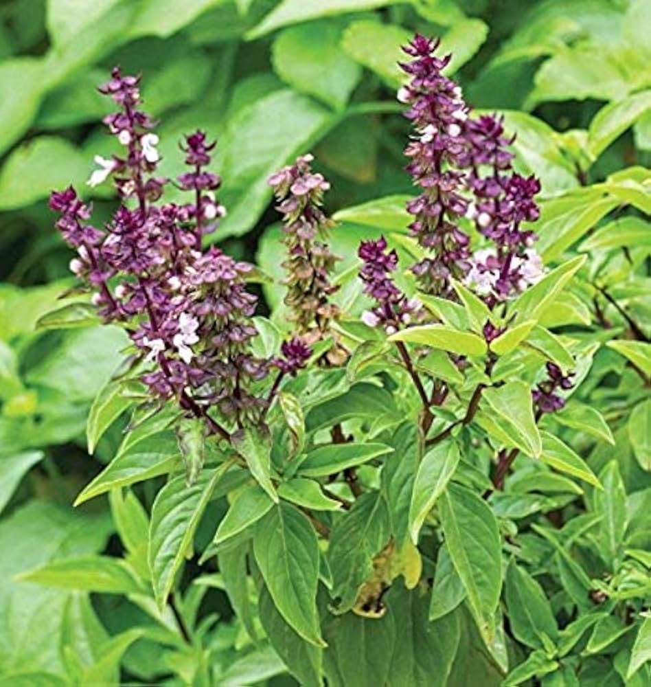 Ocimum Blumensamen zur Aussaat – duftend Blüten Traditionssorte & ohne Gentechnik Samen Hausgarten