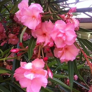 Nerium blume samen for anpflanzung vibrant colors heirloom & gmo free samen for home garten 
 
 sale samen for home garten anpflanzung