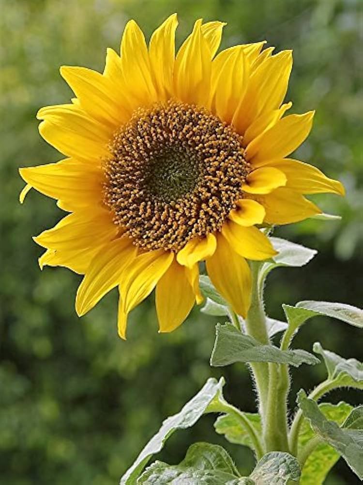 Helianthus annuus for anpflanzung in blume bed