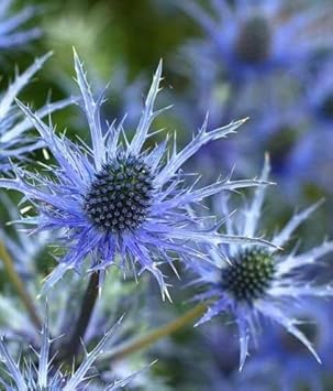Blau holly eryngium blume samen for anpflanzung - long bloom season, heirloom & gmo free samen for home garten
 
 sale samen for anpflanzung in home garten