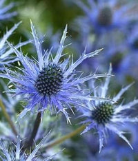 Blau holly eryngium blume samen for anpflanzung - long bloom season, heirloom & gmo free samen for home garten
 
 sale samen for anpflanzung in home garten