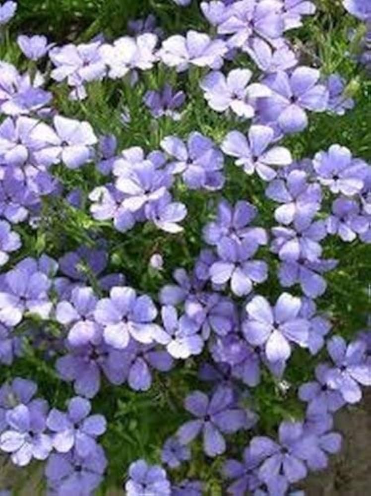 Blau Oculata Blumensamen zur Aussaat – leuchtend Blüten – Traditionssorte & ohne Gentechnik Samen Hausgarten