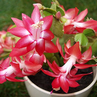 Gemischt Zygocactus Truncatus Blumensamen zur Aussaat – Schnitt Blume beliebt – Traditionssorte & ohne Gentechnik Samen Hausgarten