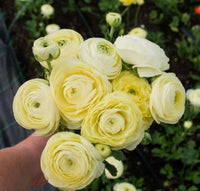 Gelb Ranunculus Blumensamen zur Aussaat Halbschatten verträglich Traditionssorte & ohne Gentechnik Samen Hausgarten