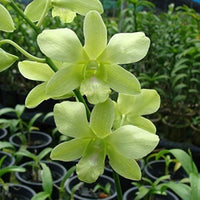 Grün Rosa Schmetterlingsorchidee Orchidee Blumensamen zur Aussaat Drought verträglich Traditionssorte & ohne Gentechnik Samen Hausgarten