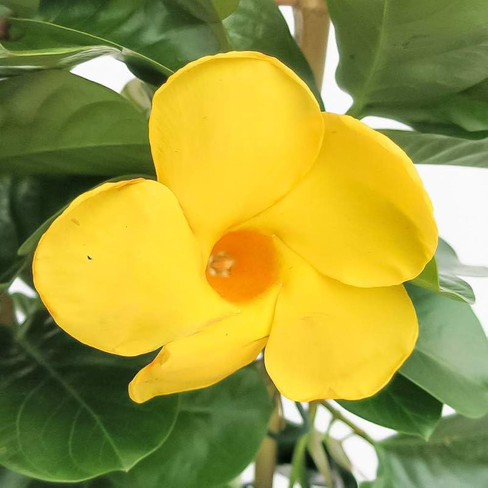 Gelb Lemmon Studentenblume Blumensamen zur Aussaat robust Sorte Traditionssorte & ohne Gentechnik Samen Hausgarten