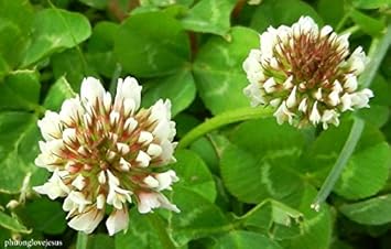 Weiß clover blume samen for anpflanzung - vibrant colors, heirloom & gmo free samen for home garten
 
 sale for anpflanzung in home garten