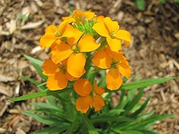 Orange siberian blume samen for anpflanzung - bright blooms, heirloom & gmo free samen for home garten
 
 sale for anpflanzung in home garten