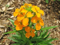 Orange siberian blume samen for anpflanzung - bright blooms, heirloom & gmo free samen for home garten
 
 sale for anpflanzung in home garten