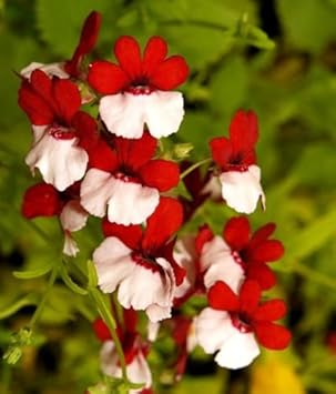 Rot weiß nemesia strumosa blume samen for anpflanzung - sun loving, heirloom & gmo free samen for home garten
 
 sale for anpflanzung in home garten