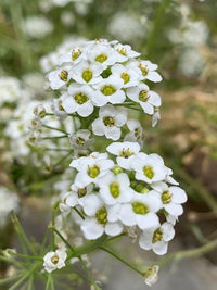 Lobularia Blumensamen zur Aussaat pflegeleicht Traditionssorte & ohne Gentechnik Samen Hausgarten