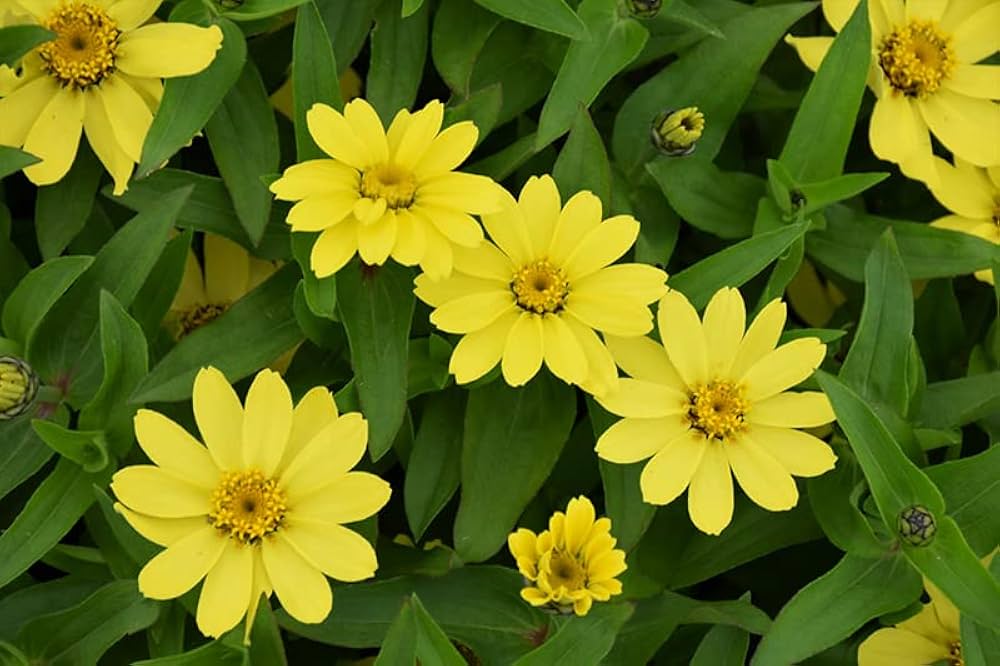 Gelb profusion blume samen for anpflanzung - shade tolerant, heirloom & gmo free samen for home garten
 
 sale for anpflanzung in home garten.