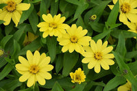 Gelb profusion blume samen for anpflanzung - shade tolerant, heirloom & gmo free samen for home garten
 
 sale for anpflanzung in home garten.