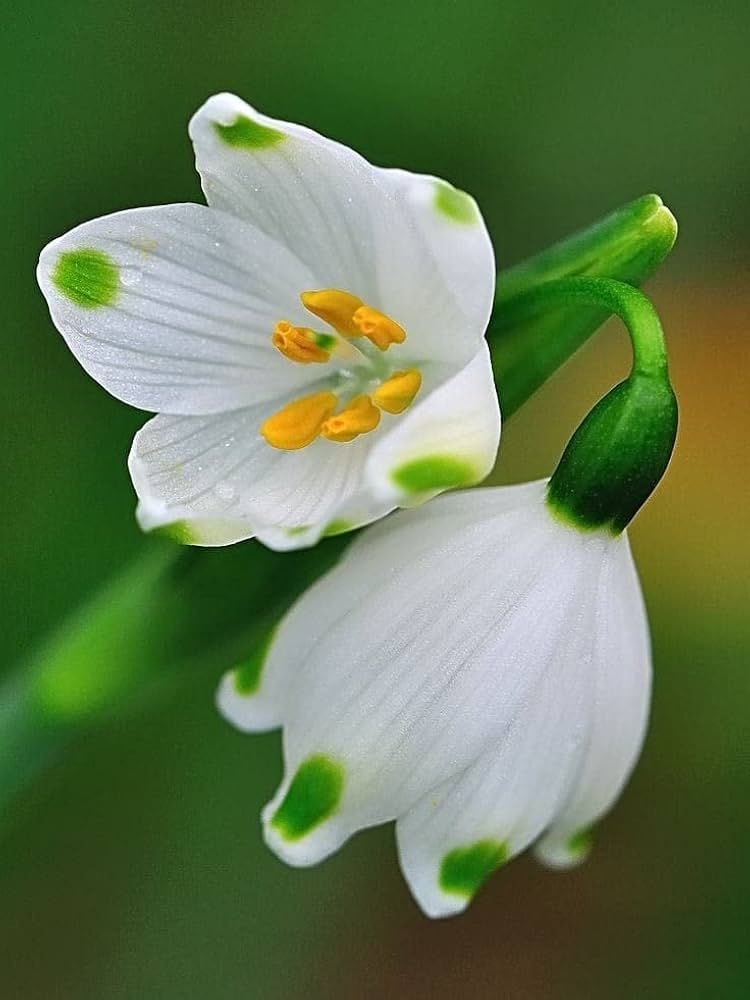 Snowdrop Bulbs Blumensamen zur Aussaat – duftend Blüten – Traditionssorte & ohne Gentechnik Samen Hausgarten
