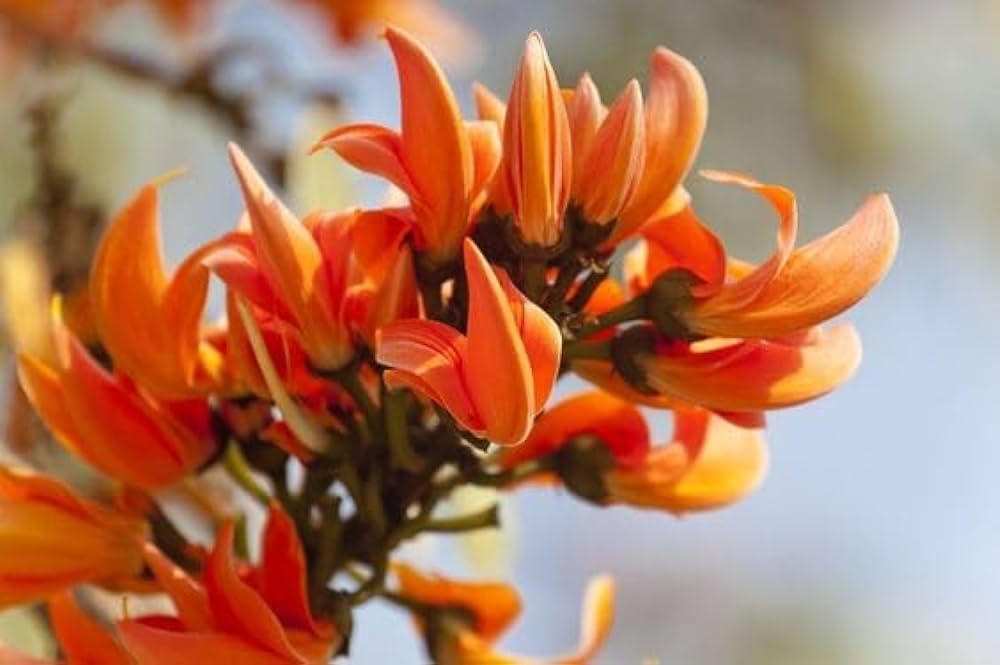 Mini flame lilium brownii for garten