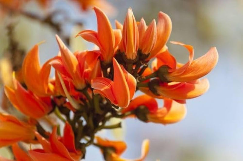 Mini flame lilium brownii for garten
