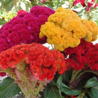 Cockade Blumensamen – American Traditionssorte mehrjährig Wildblume Gärten